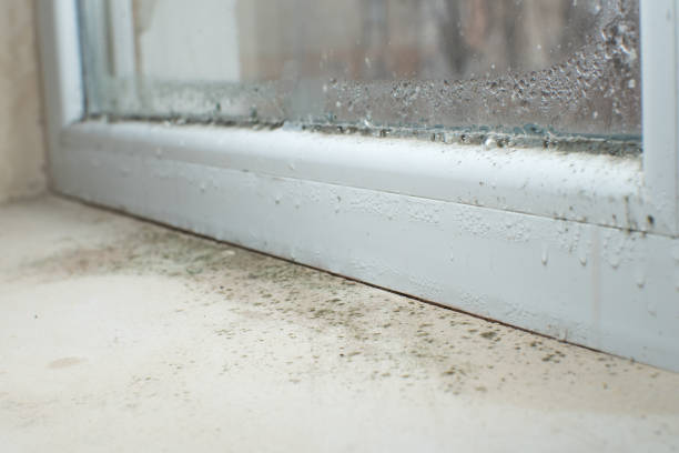 Why You Should Choose Our Mold Remediation Services in Cartersville, GA